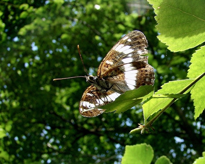 white admiral